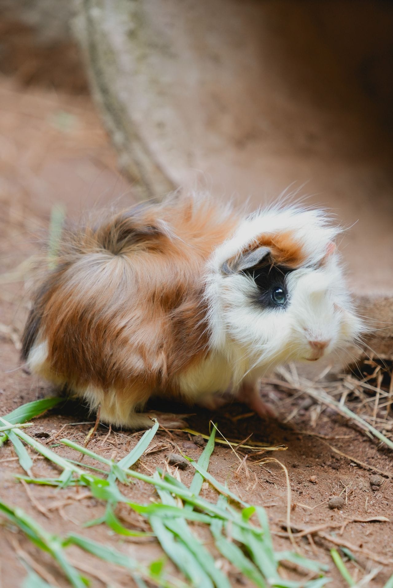 guinea pig
