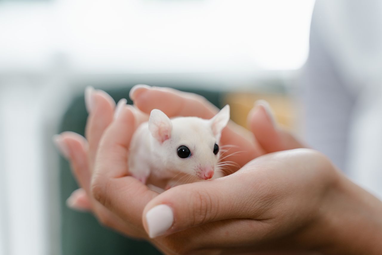 mouse