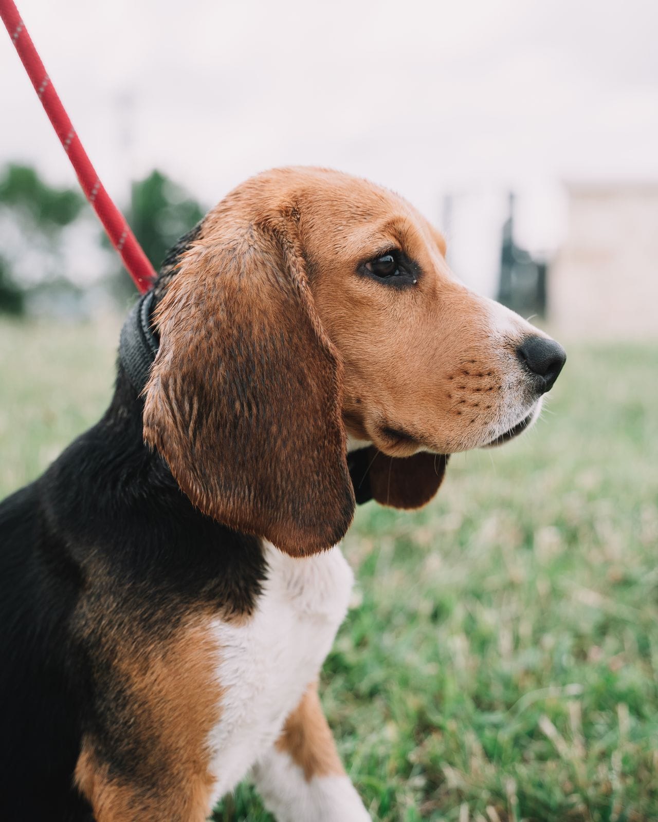 beagle