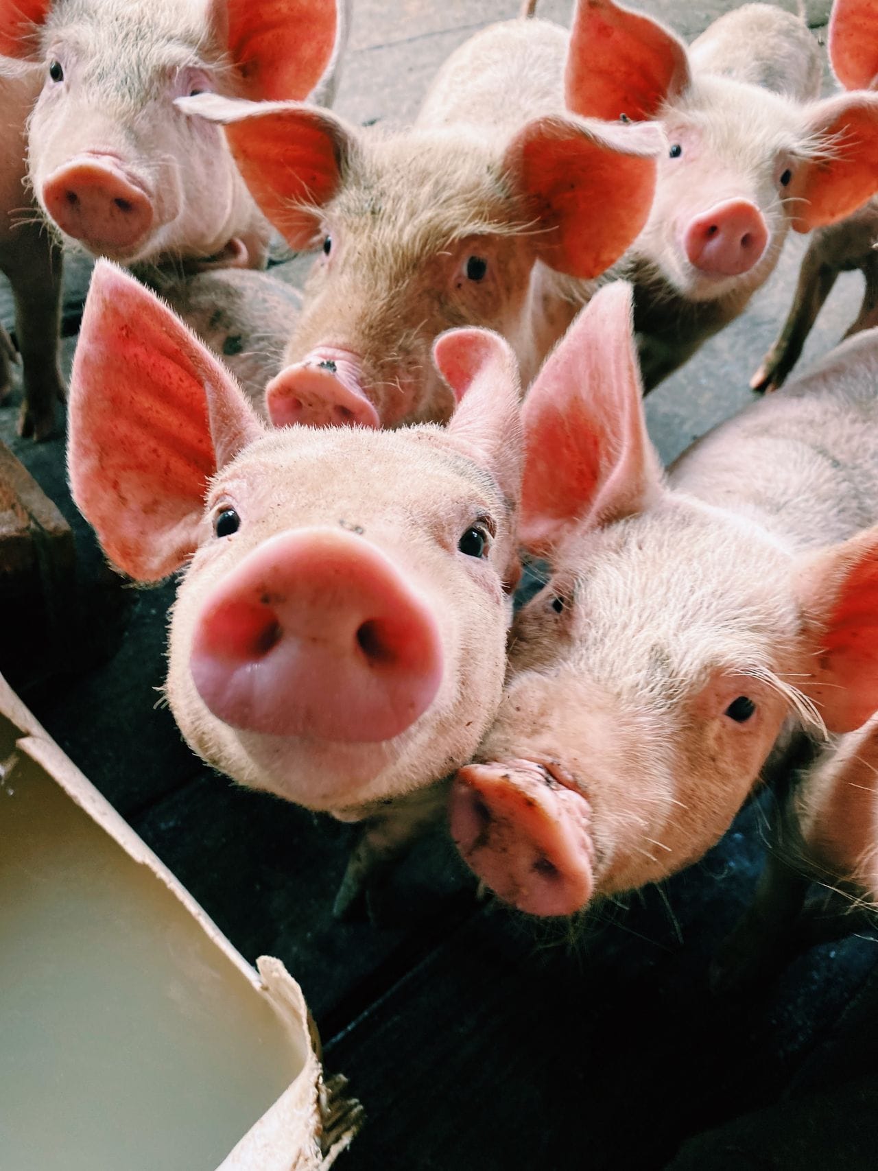 pigs pexels