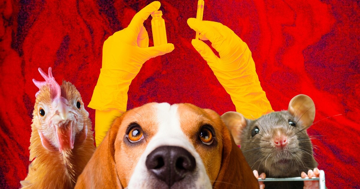VegNews Report: A World Without Animal Testing Is Closer Than You Think