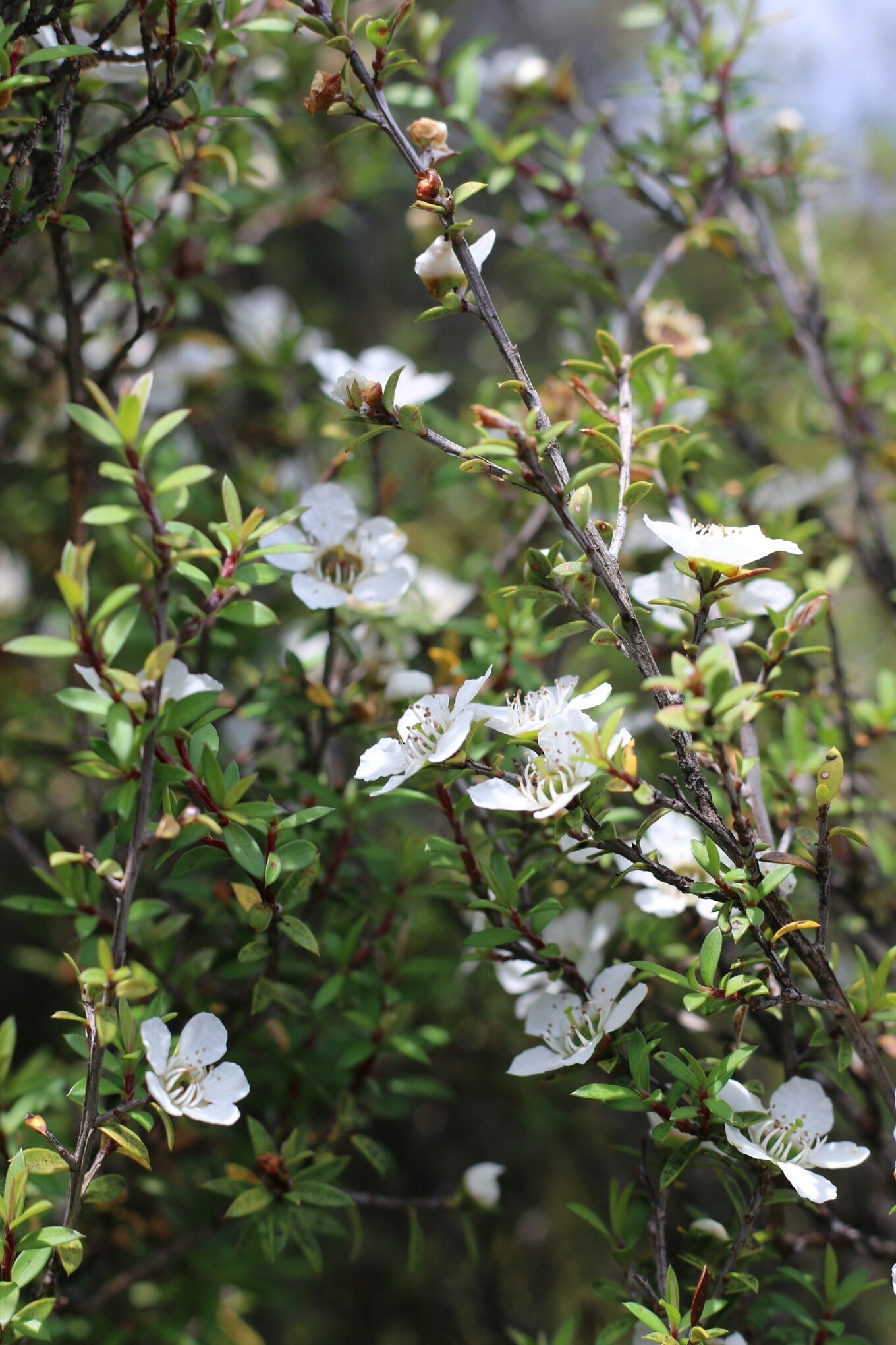 manuka tree