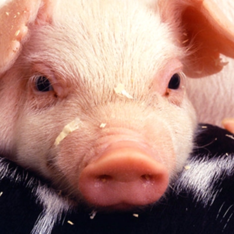 <i>Chicago Tribune</i> Exposes Factory Farm Industry Abuses