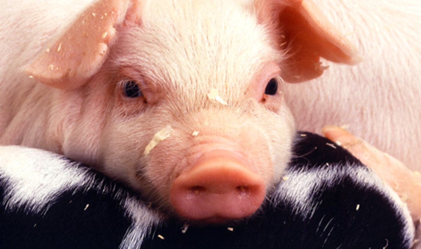 Chicago Tribune Exposes Factory Farm Industry Abuses | VegNews Chicago Tribune Exposes Factory Farm Industry Abuses | VegNews