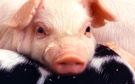 Public Protesting Stalls Opening of UK's Largest Factory Farm