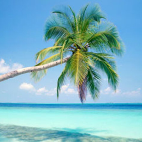 All Aboard the 100-Percent Vegan Holistic Holiday at Sea Cruise