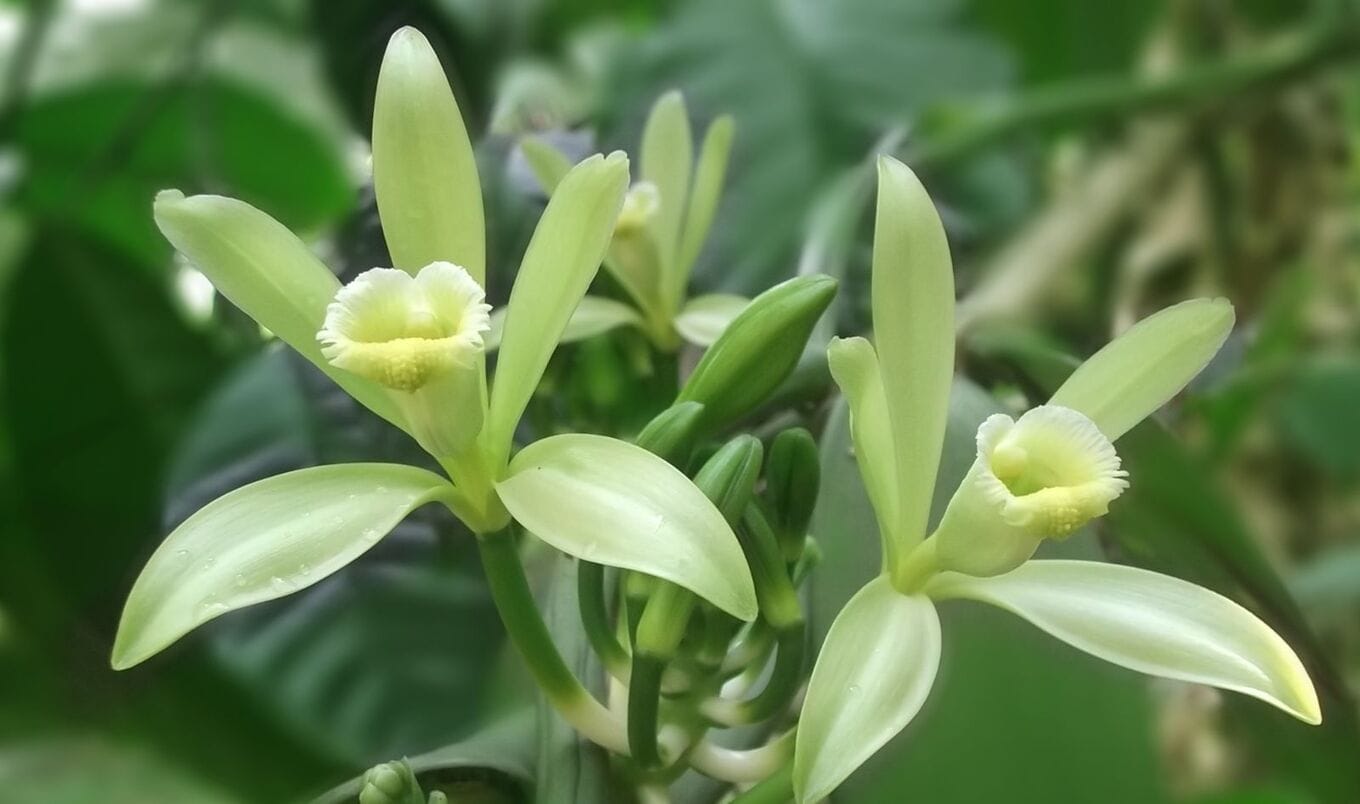 vanilla orchid