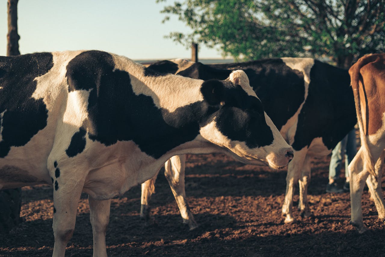 dairy cows2