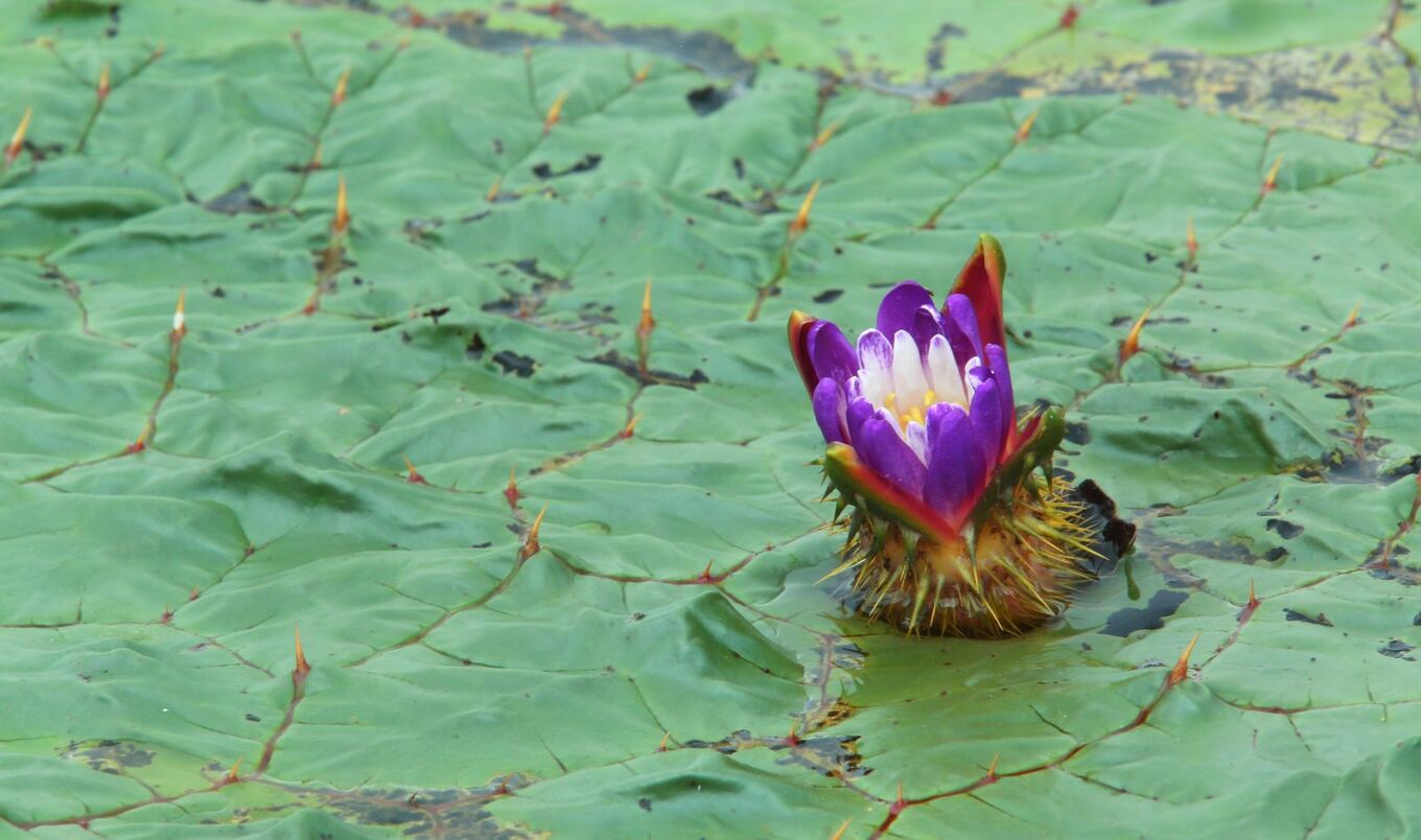 prickly water lily