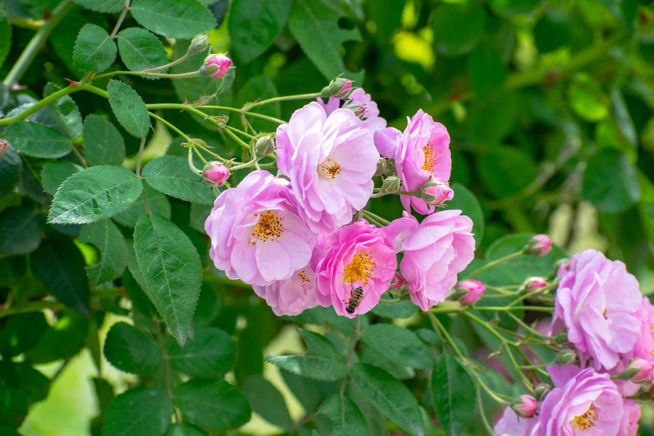 rose bush