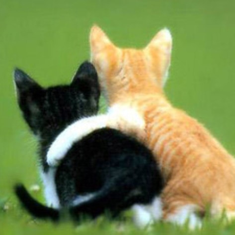 friends