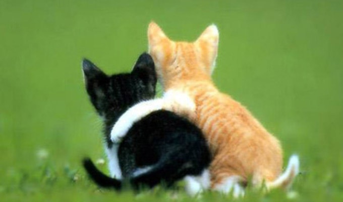 friends