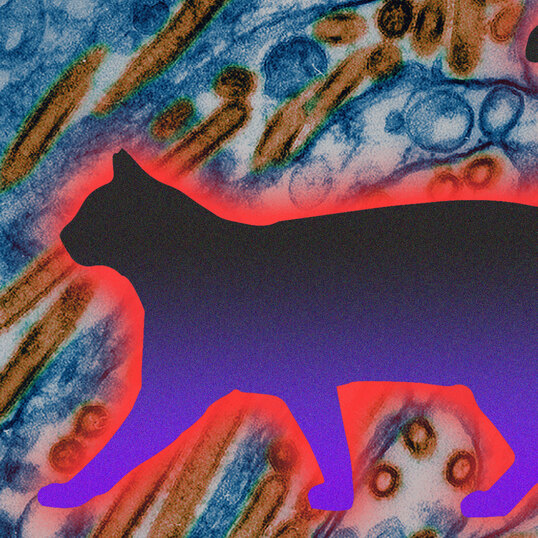 Bird Flu Spreads to Cats In California: What You Need to Know&nbsp;