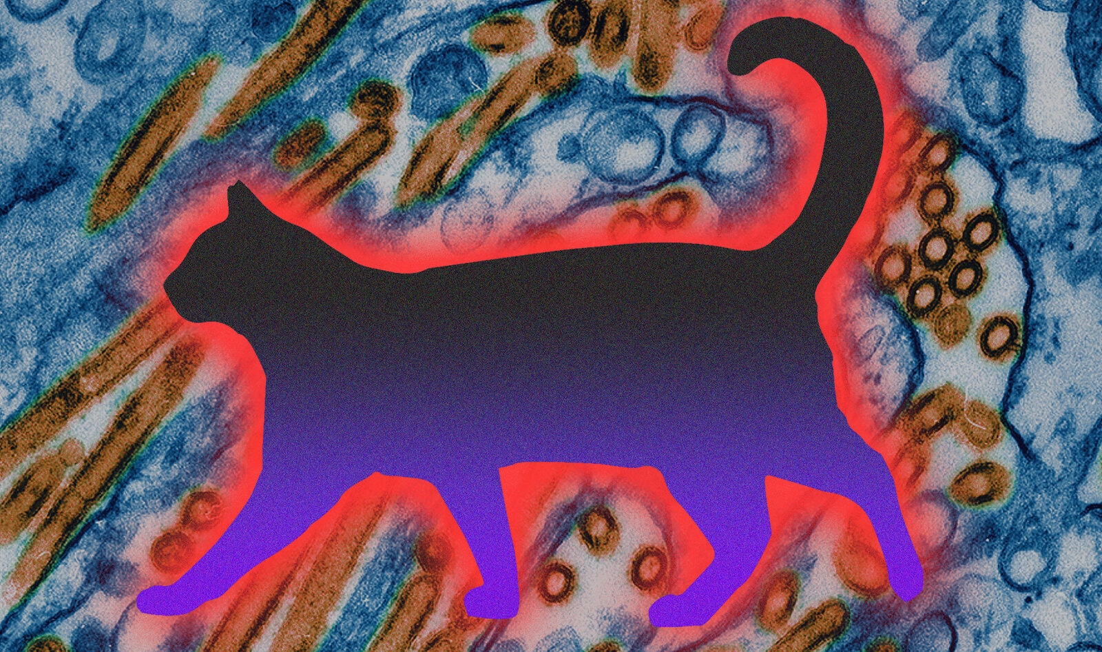 Bird Flu Spreads to Cats in California: What You Need to Know 