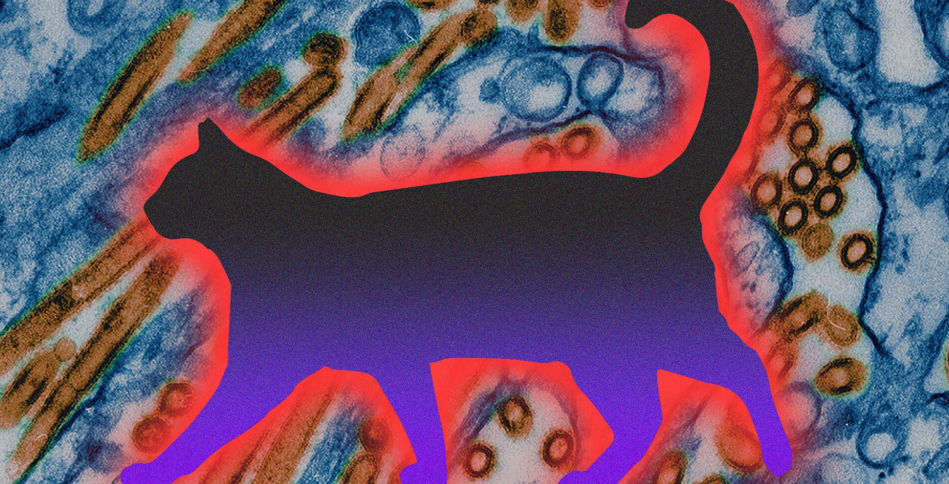 Bird Flu Spreads to Cats In California: What You Need to Know&nbsp;