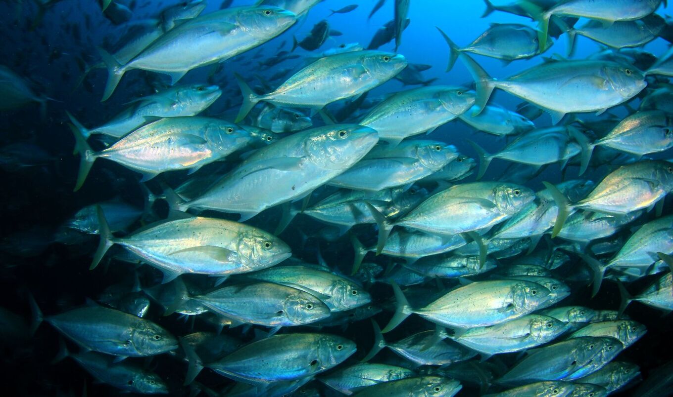 tuna fish in ocean