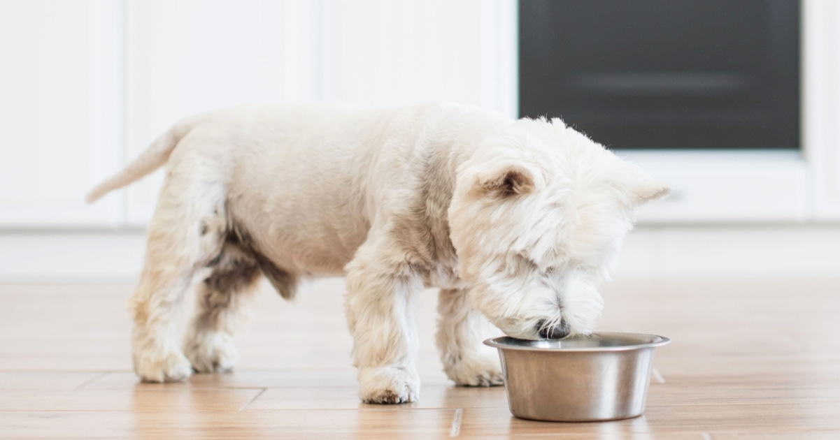 65% of Dogs Are Overweight, But a New Dog Food Is Changing That
