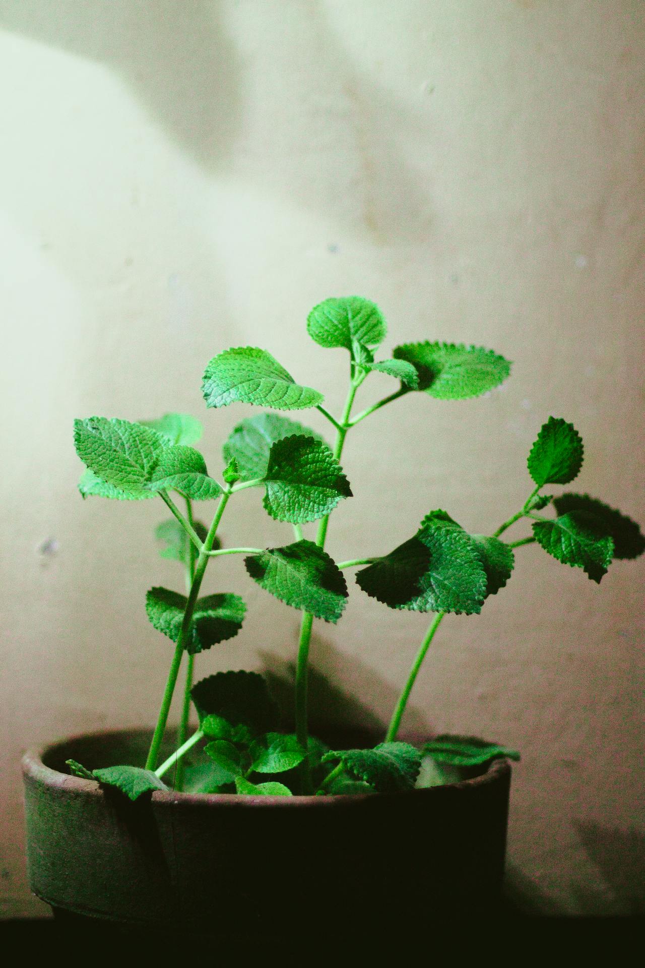 oregano plant