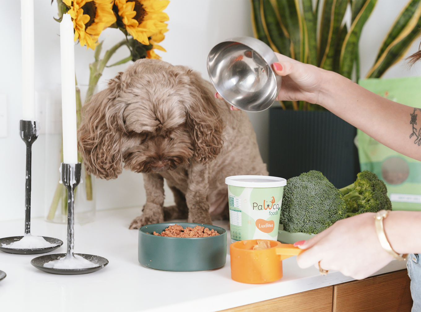 VegNews.PawCo.2
