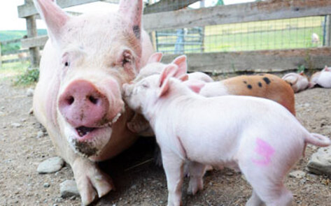 World's Largest Meat Producer to Eliminate Gestation Crates