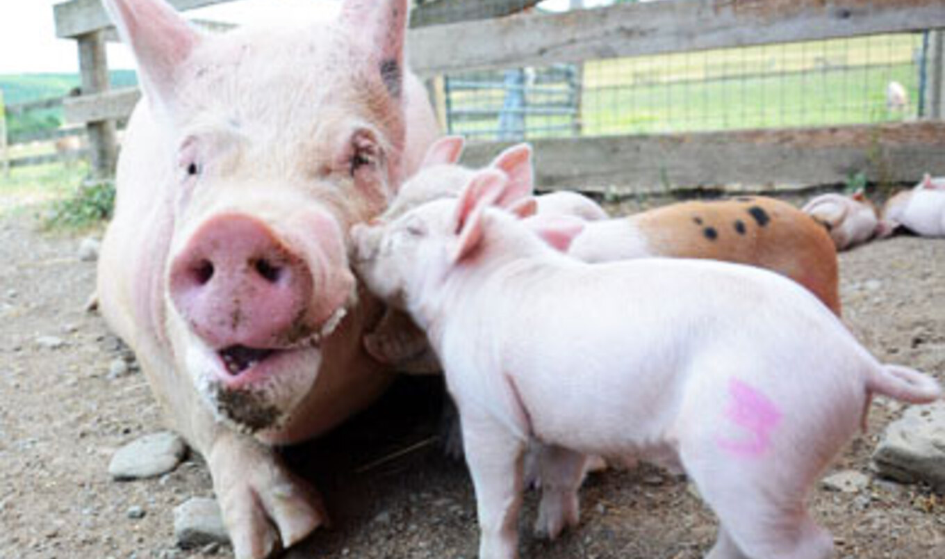 The 5 Best Moms of All Time
