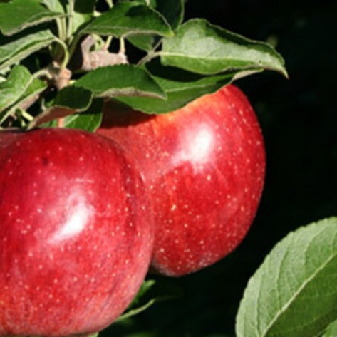 Tracking Local Produce