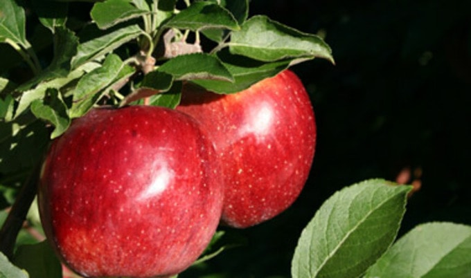 apple_tree_close