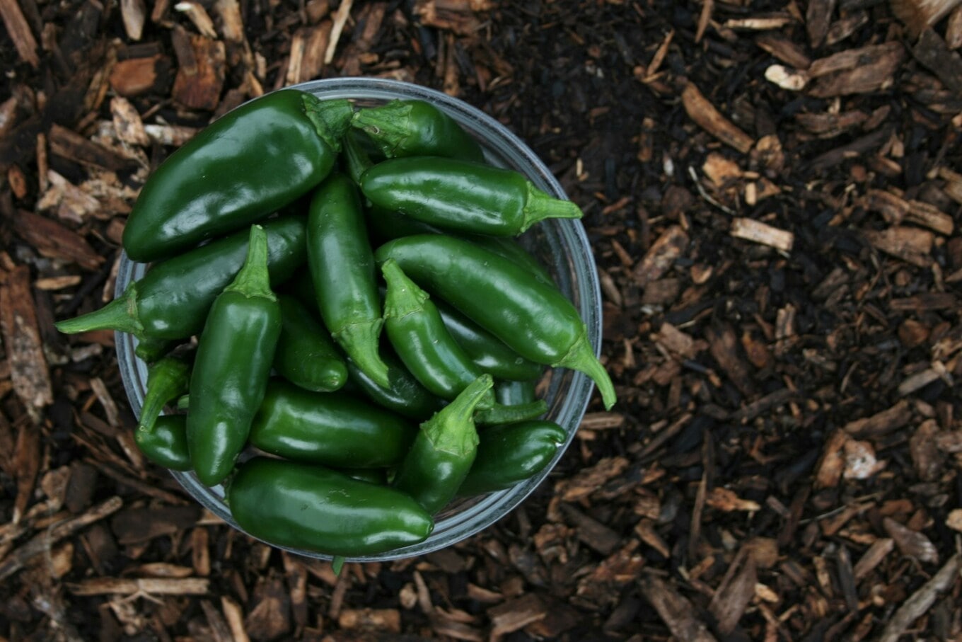 jalapenos in a bowl on the soil