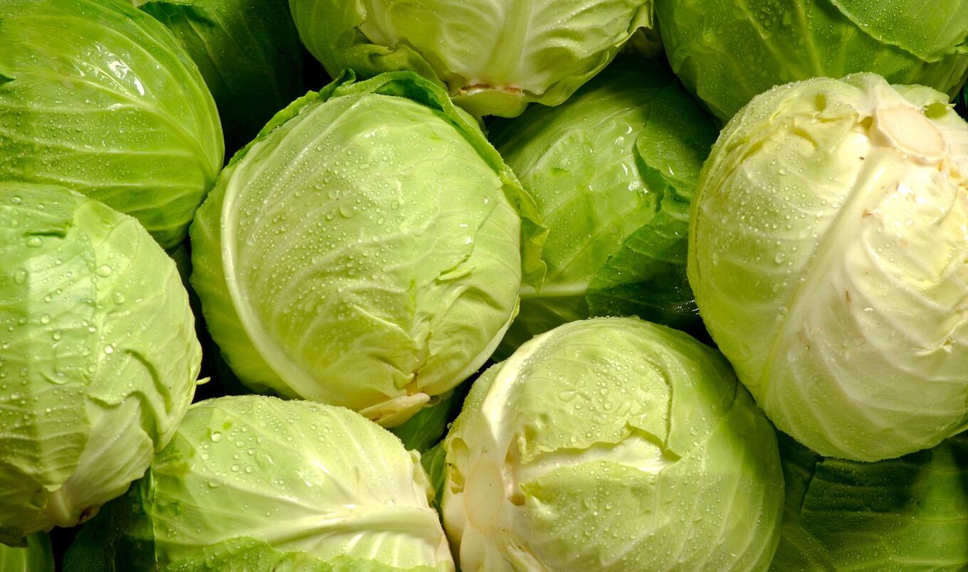 cabbage