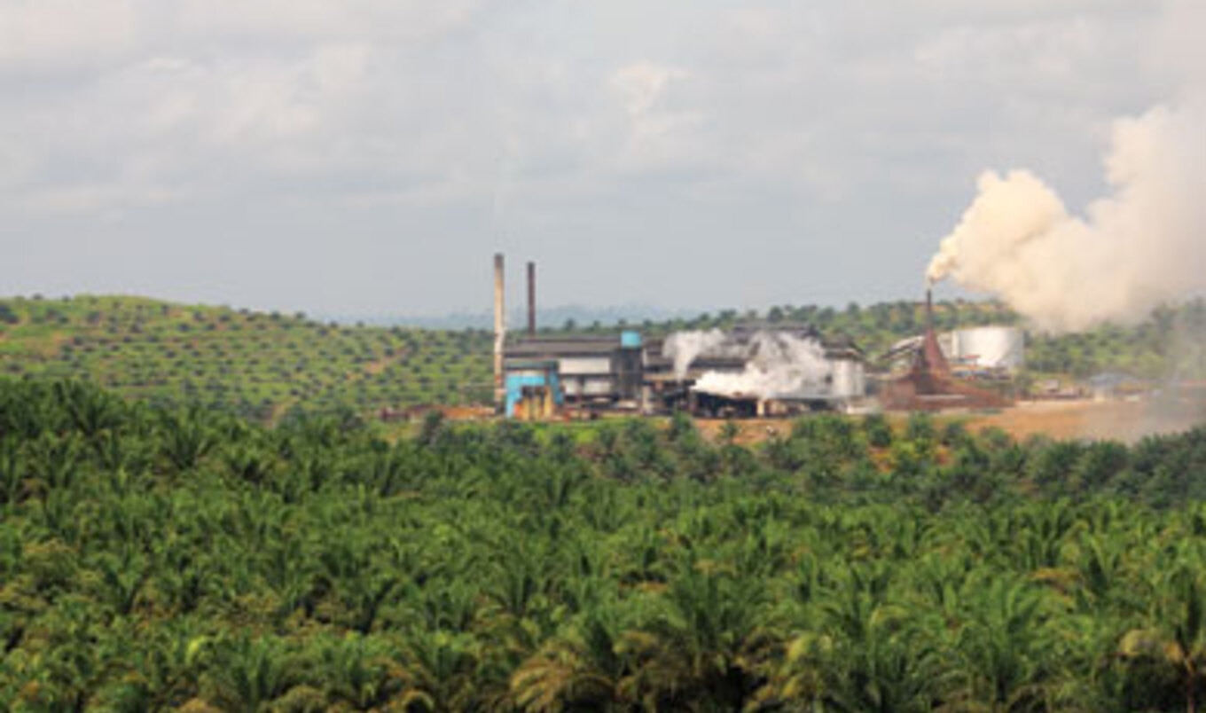 The Problem with Palm Oil