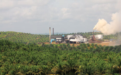 The Problem with Palm Oil