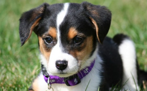 Animal Planet's <i>Petland</i>