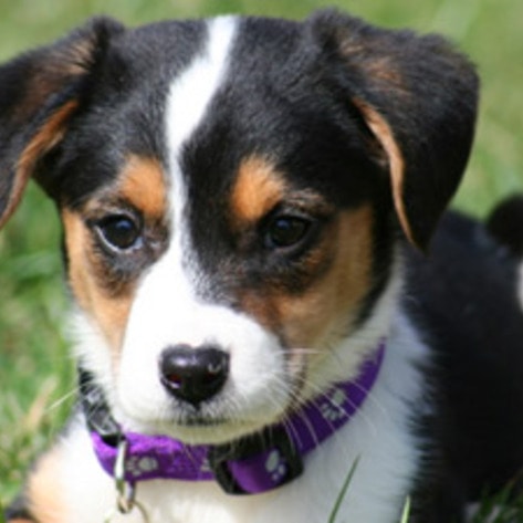 dogcollar