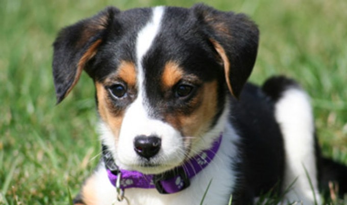 dogcollar