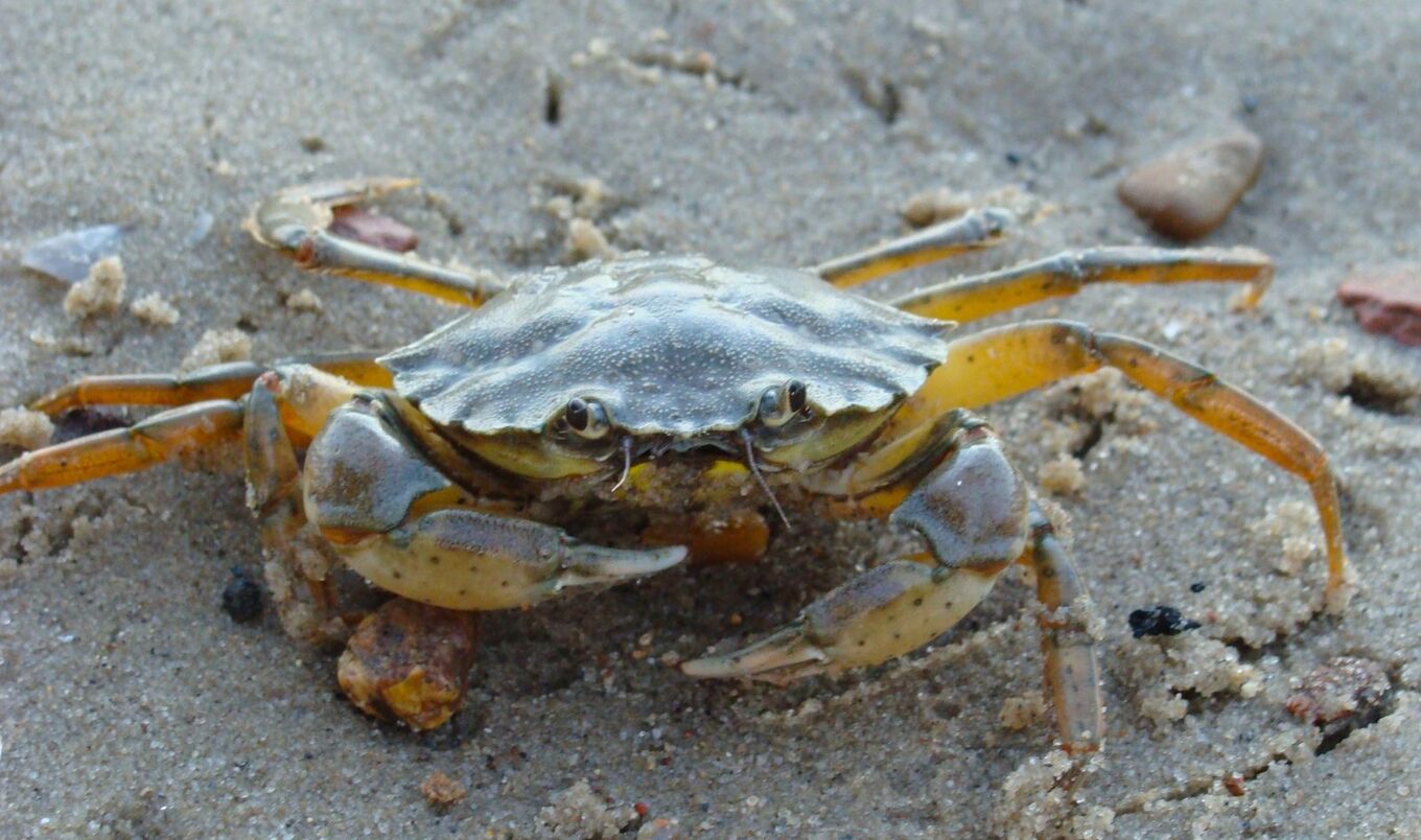 Crab