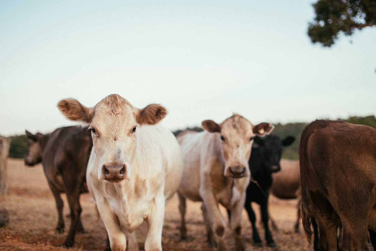 cows on farm