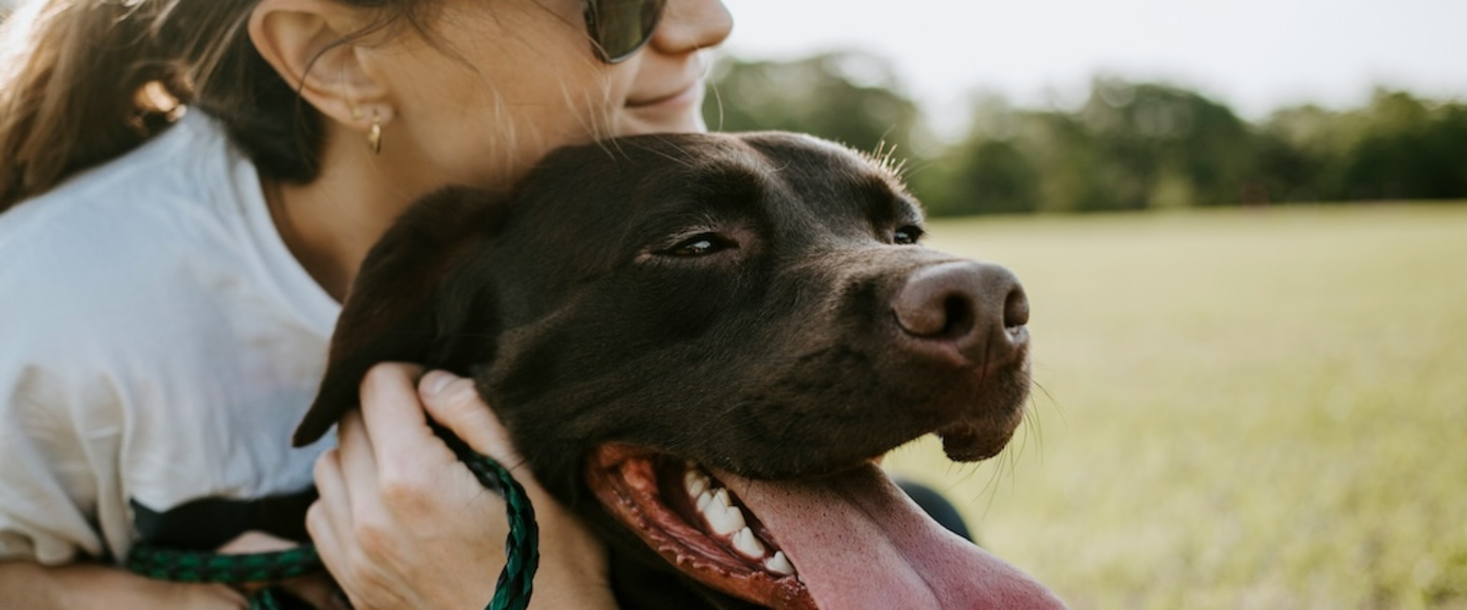 Are You and Your Labrador Obese? New Research Finds a Surprising Link