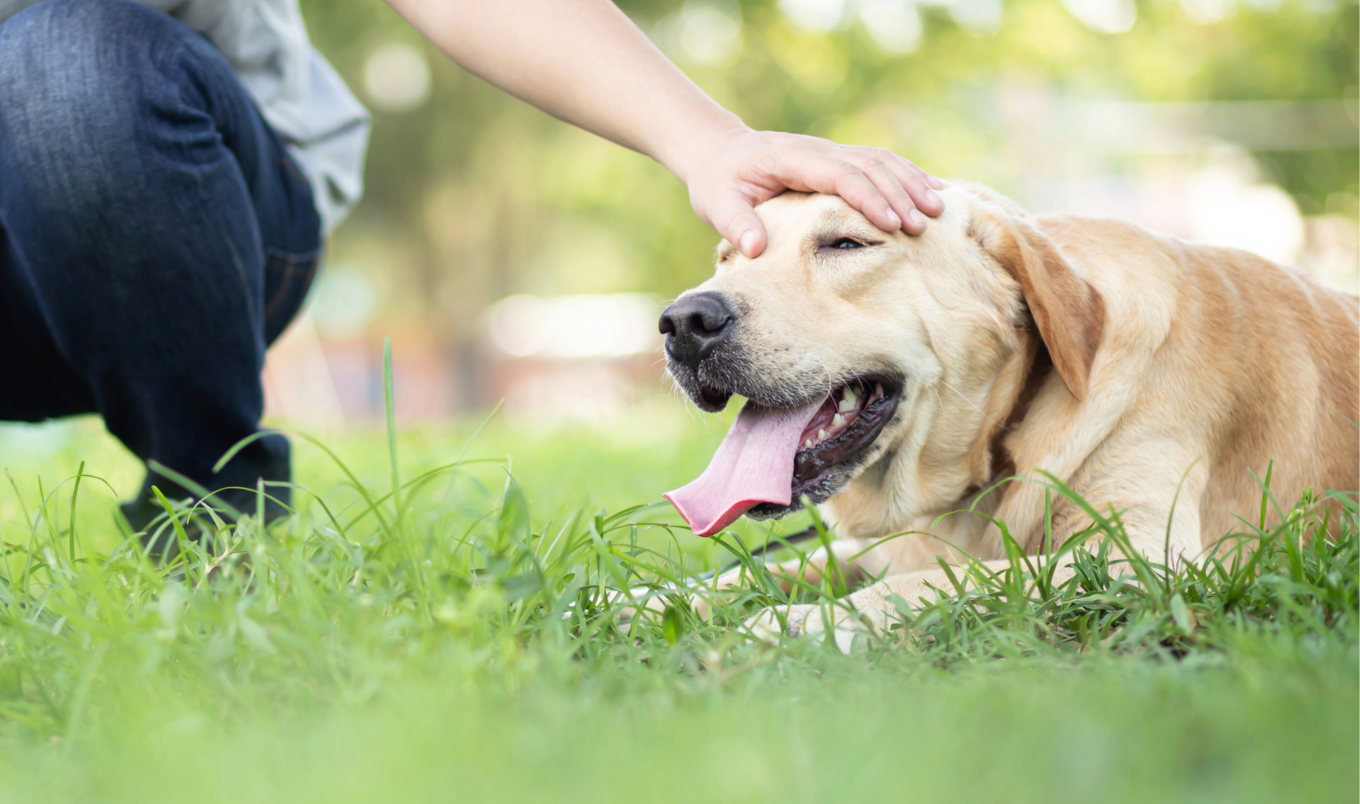 petting labrador