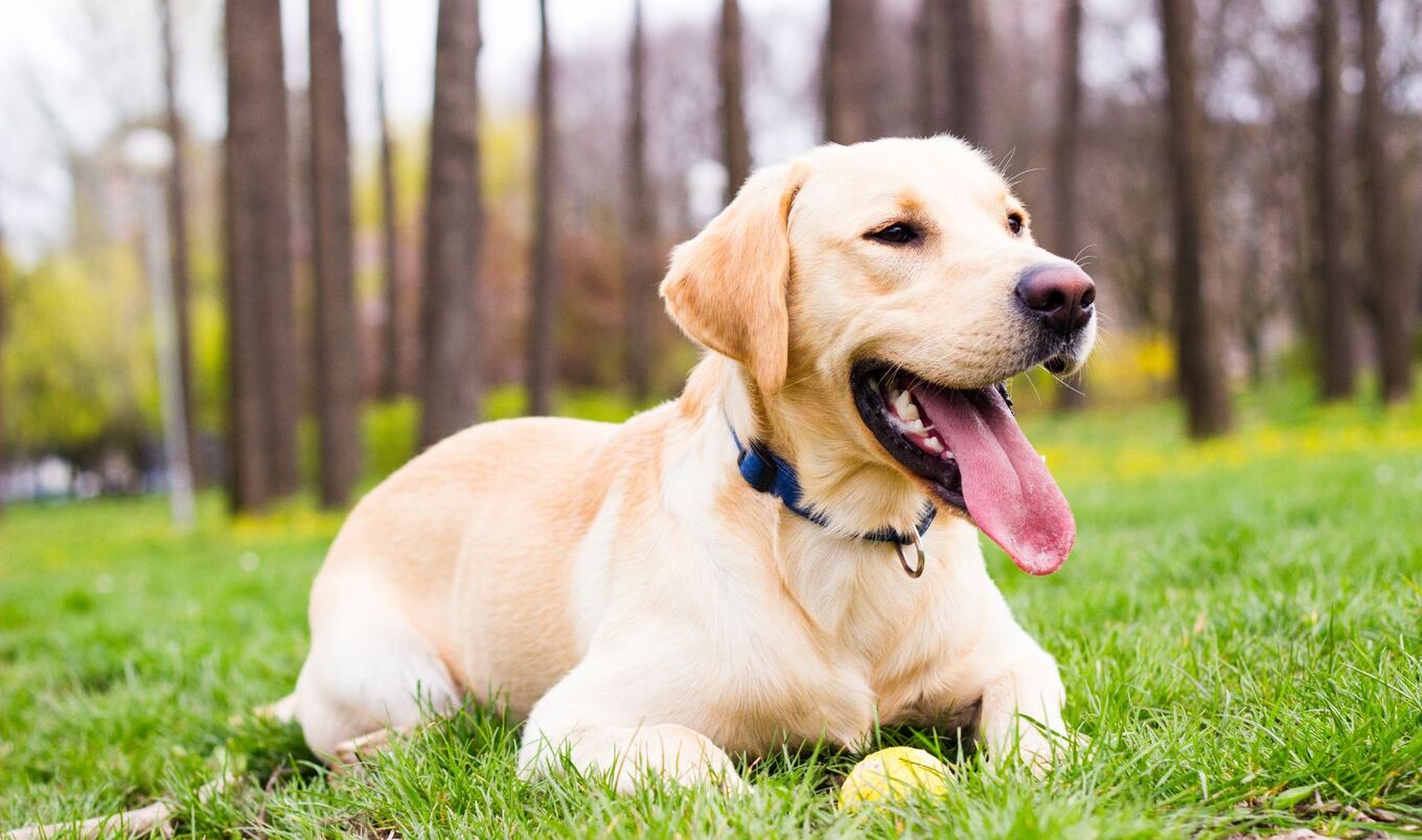 labrador