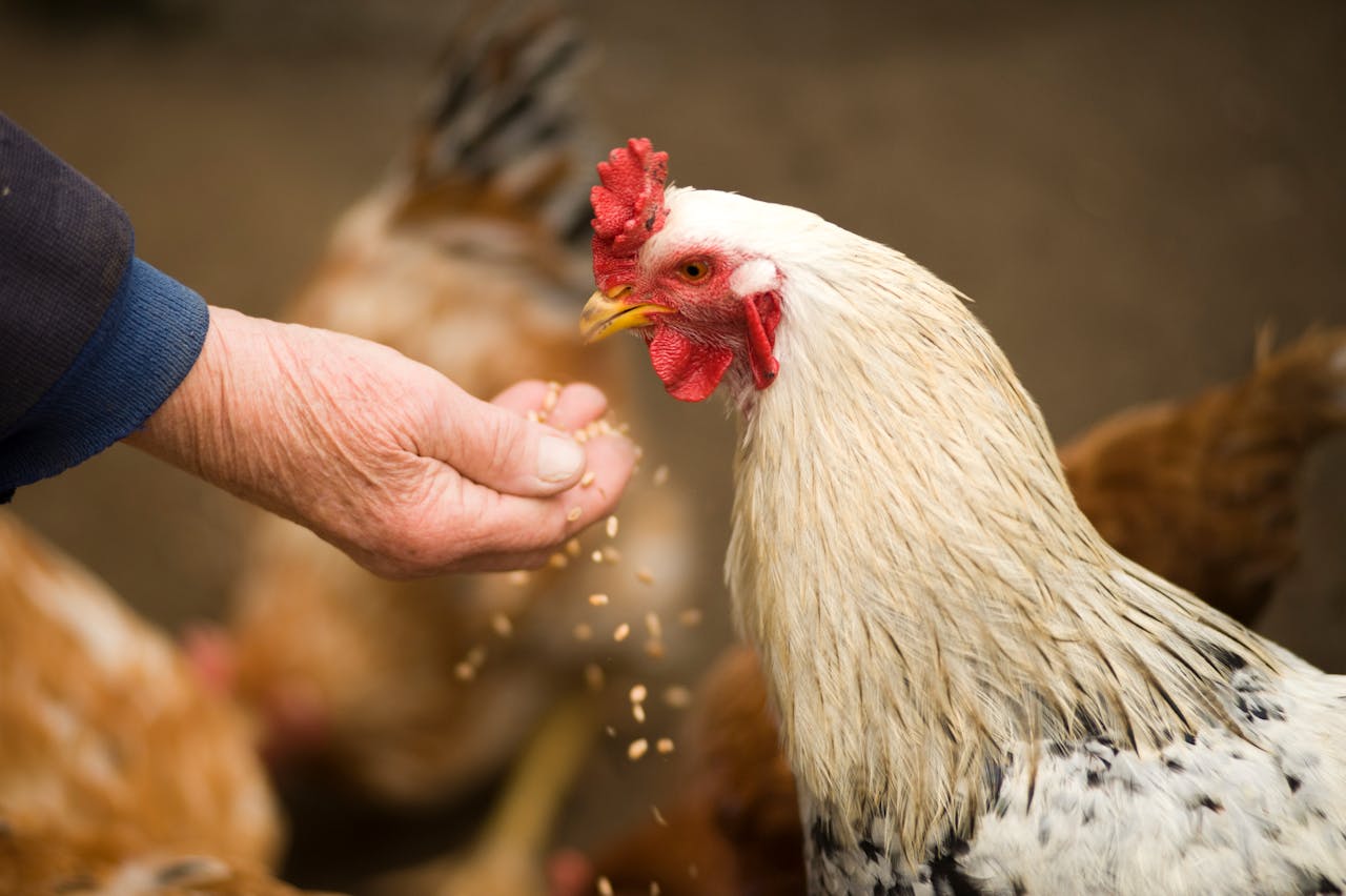 chicken eating