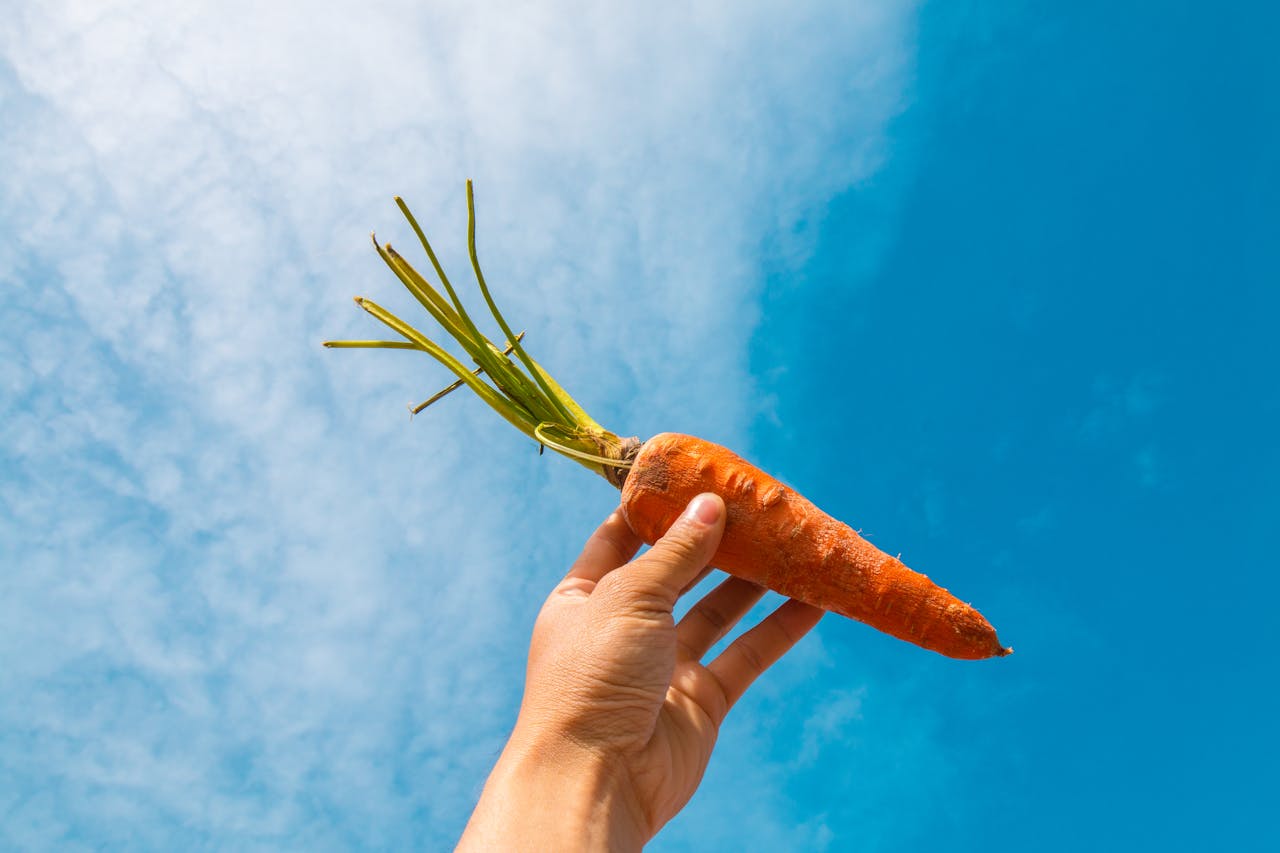 carrot in sunshine