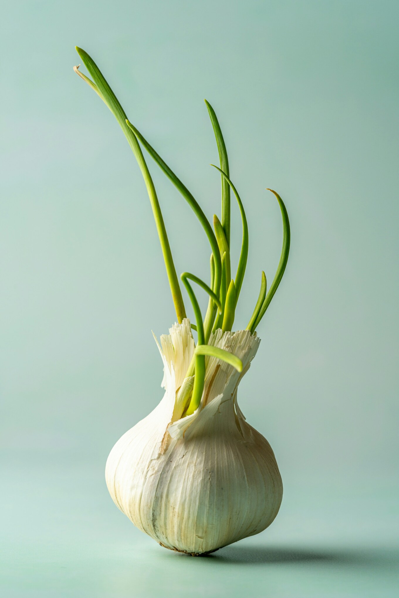sprouted garlic