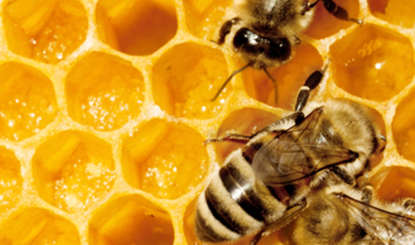 Researchers Propose Solution to Disappearing Bees