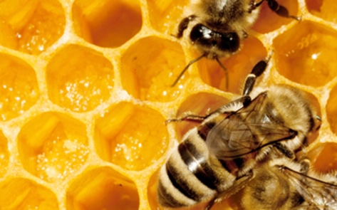 Diesel Emissions Linked to Bee Population Decline