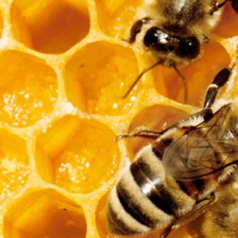 Research Links Chemicals to Bee Population Decline