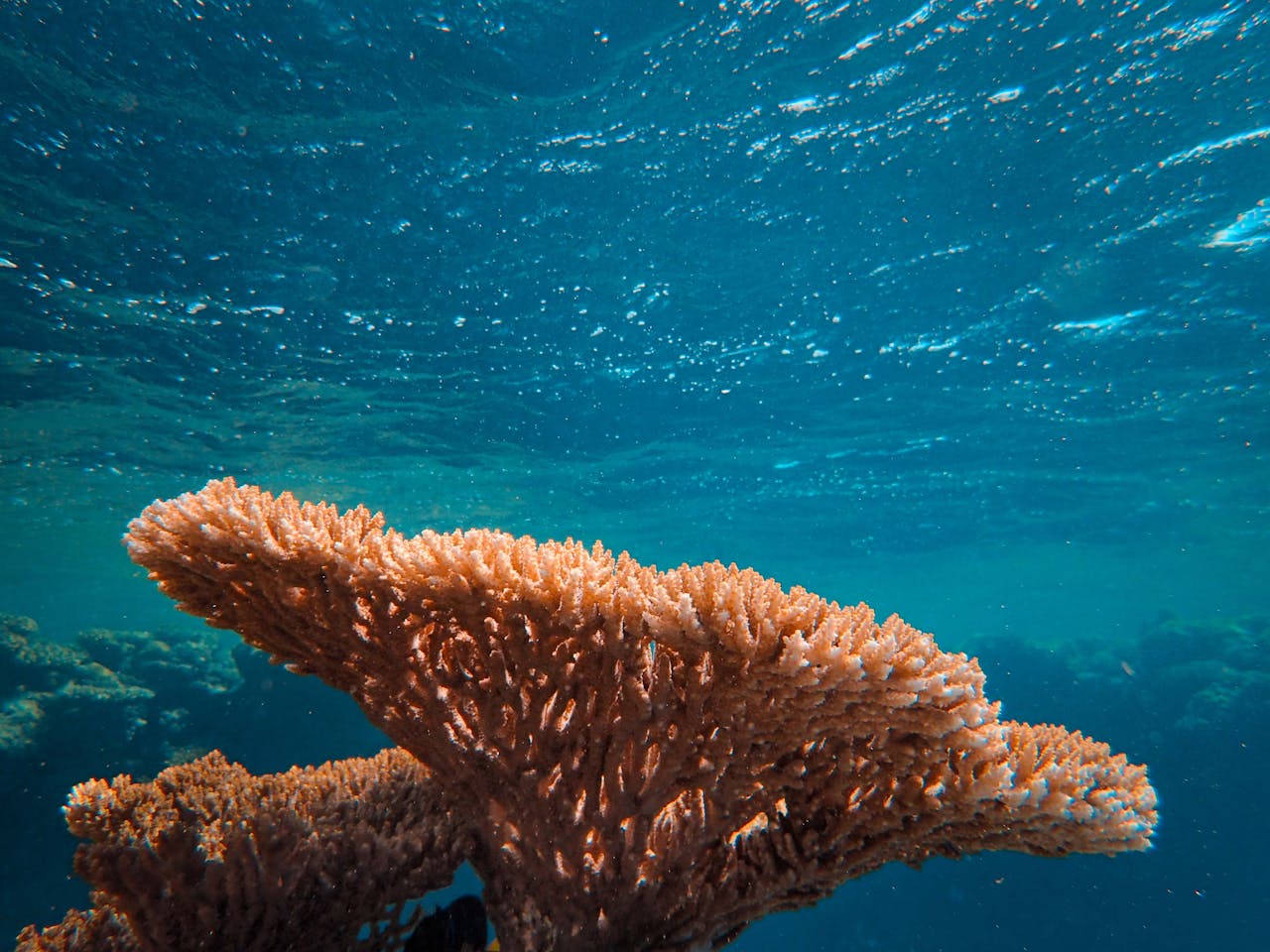 coral in blue water