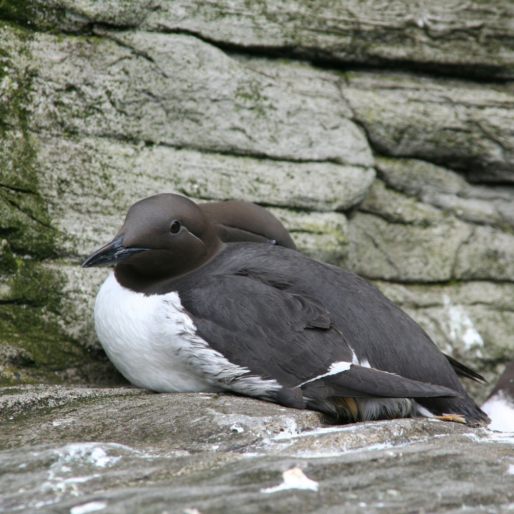 common murres