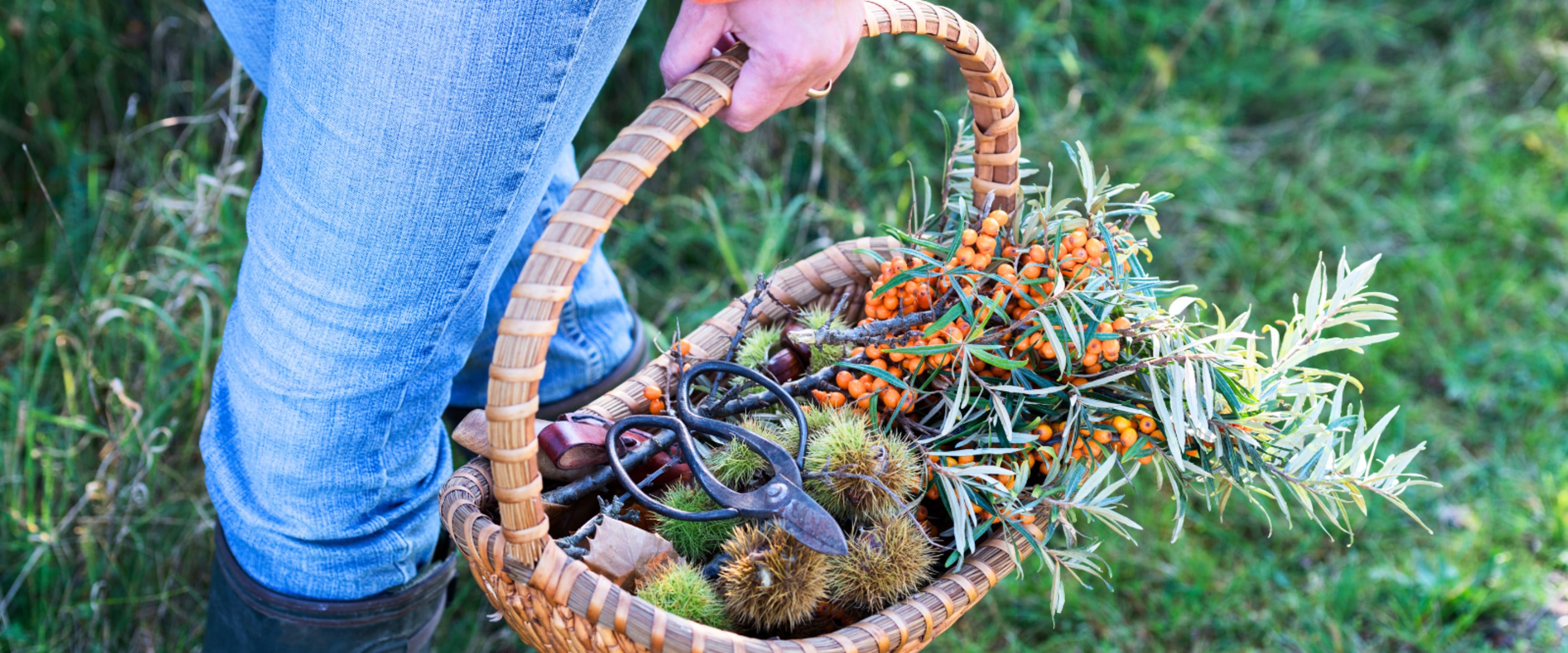 In the Face of Crisis, These Herbalists Say the Future of Food Is Wild