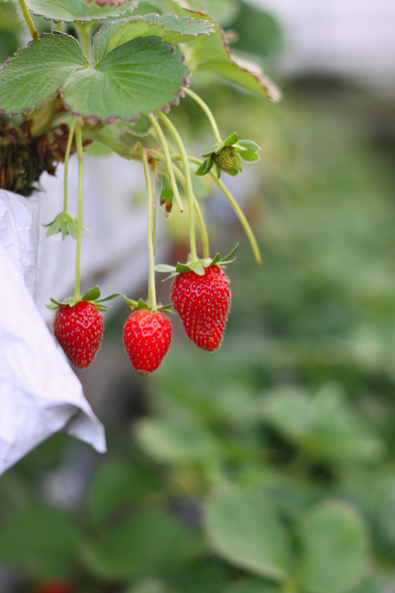strawberries growing