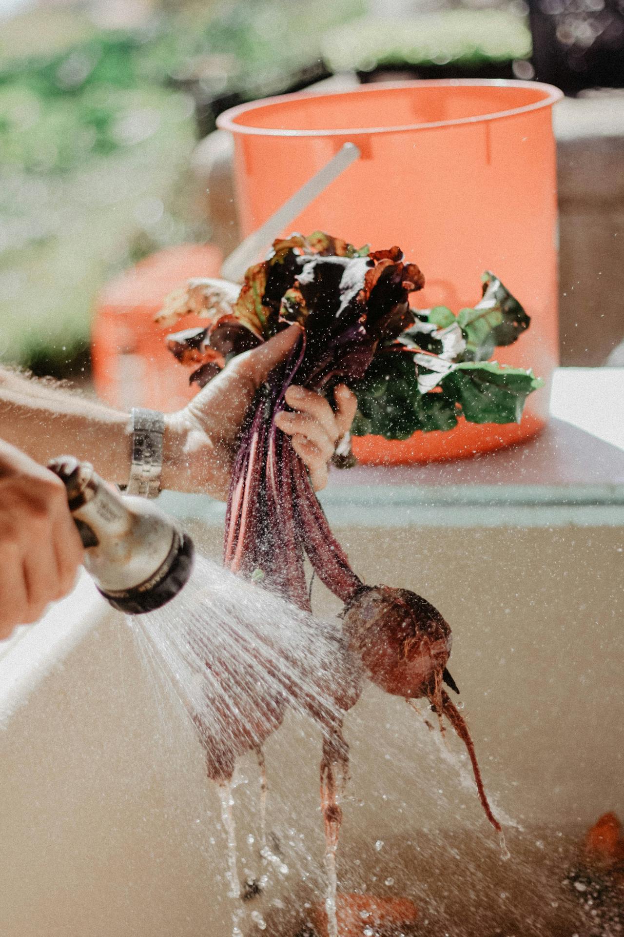 washing beets